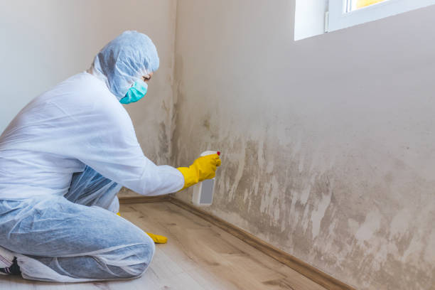 Black mold inspection in Bethel