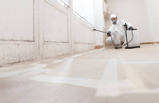 Black mold remediation team in Bethel